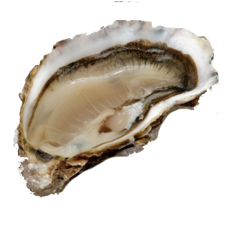 New Zealand Pacific Oysters in Hong Kong - M&C Asia