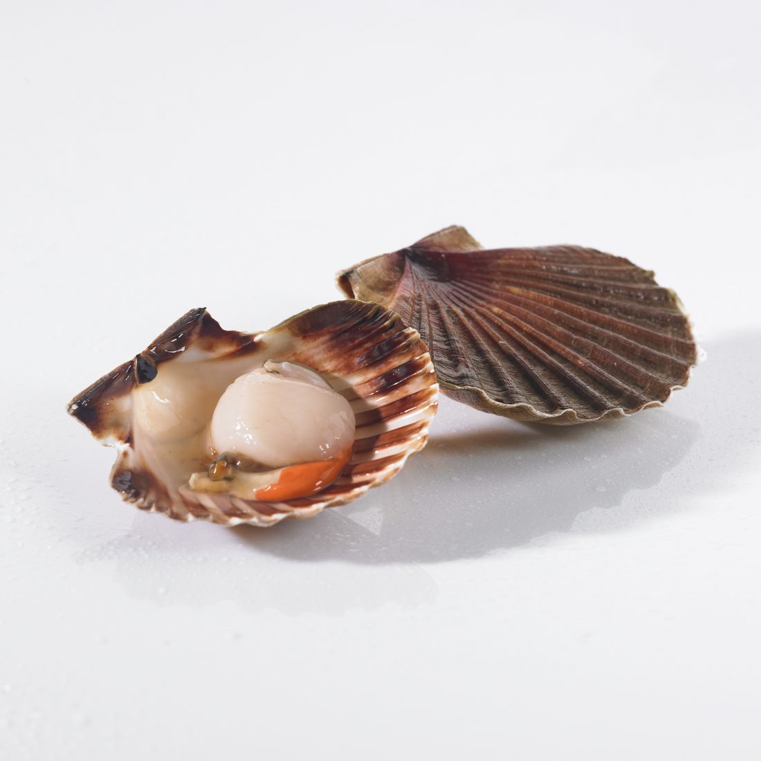 LIVE FRENCH SCALLOPS Seafood Society