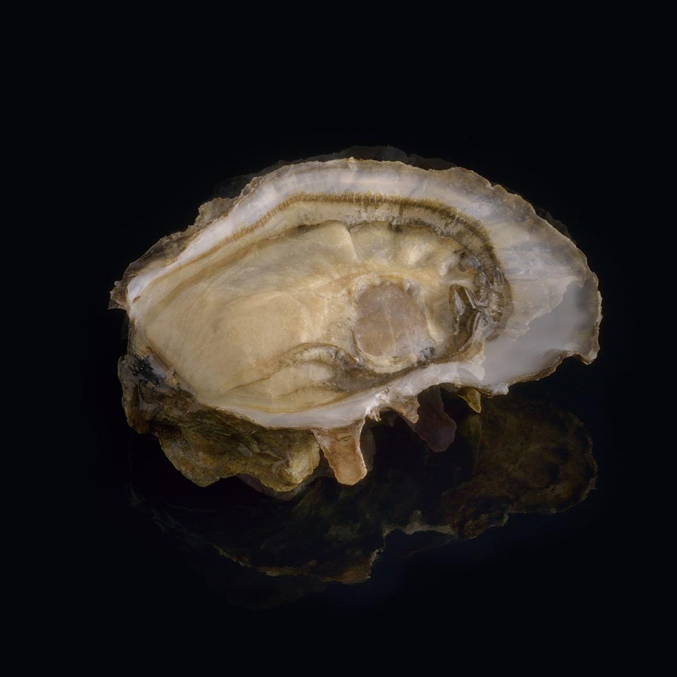 ideal oyster david herve hong kong M&C Asia