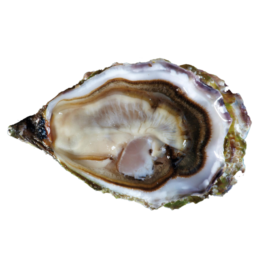 ostra regal oyster hong kong M&C Asia