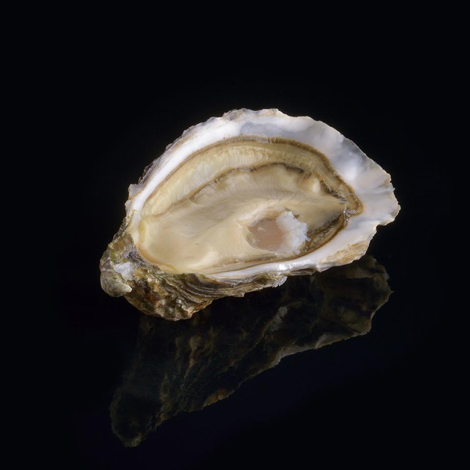 ronce oyster david hervé Hong Kong M&C Asia