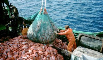 The Overfishing Crisis: