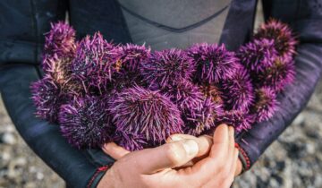 7 Facts About Urchins You Might Not Know
