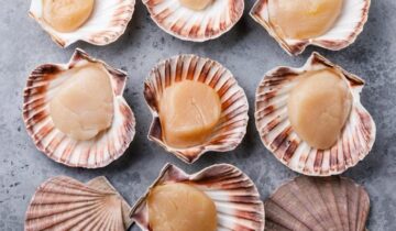 Facts and Tips about Scallop