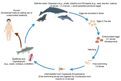 Can Salmon be eaten Raw? - Seafood Society