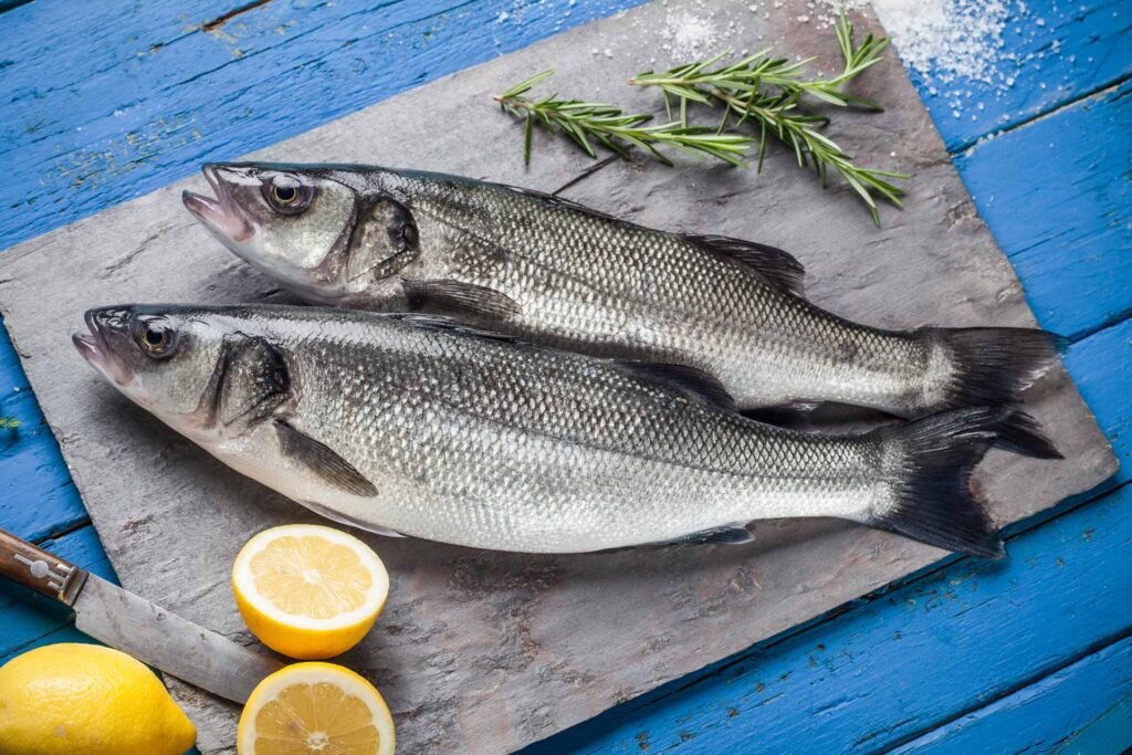 sea bass fishes