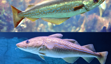 Are Pollock and Cod the Same Fish?