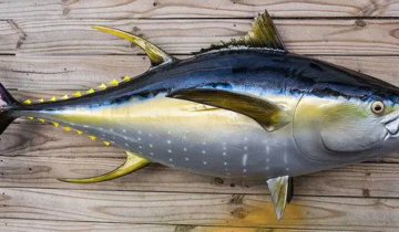 Everything You Need to Know About the Yellowfin Tuna